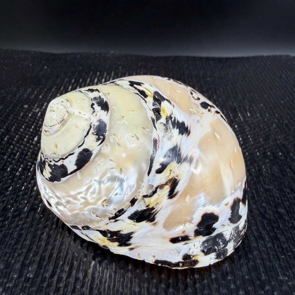 Polished Turbo Marmoratus Sea Shell Pearlescent Green Turban Mother of Pearl 3"